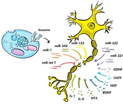 Therapeutic potential of small extracellular vesicles derived from mesenchymal stem cells for spinal cord and nerve injury